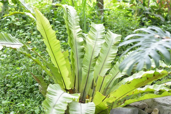 a forest fern with long green leaves