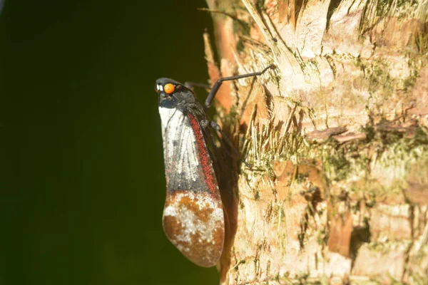 Serangga Cicada Yang Bertengger Batang Pohon Pakis — Stok Foto