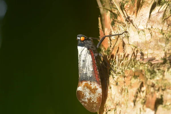 栖息在蕨树树干上的仙人掌昆虫 — 图库照片