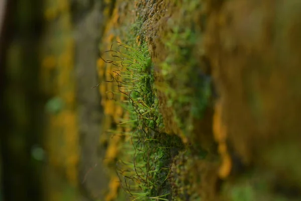 green and yellow moss growing on the walls of the building