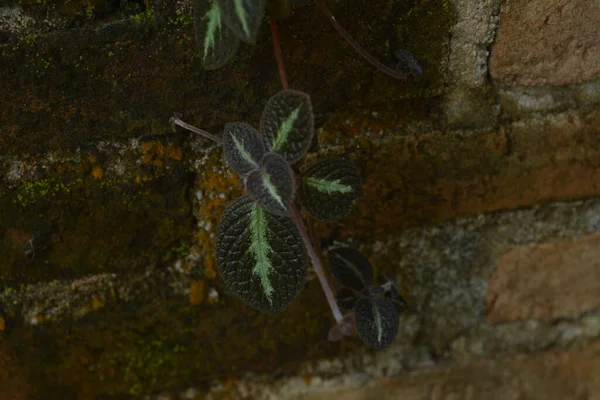Brown Velvet Flower Episcia Cupreata Which Vines Walls Buildings — Stock Photo, Image