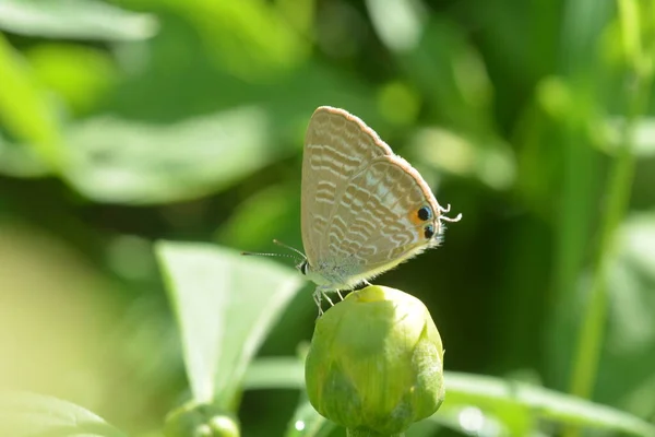 Motyl Usiadł Nieruchomym Kwiatku Pączka — Zdjęcie stockowe