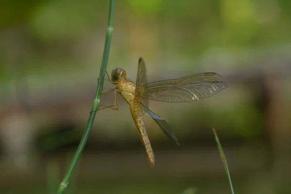 Eine Gelbe Libelle Thront Auf Einem Wasserpflanzenstamm — Stockfoto