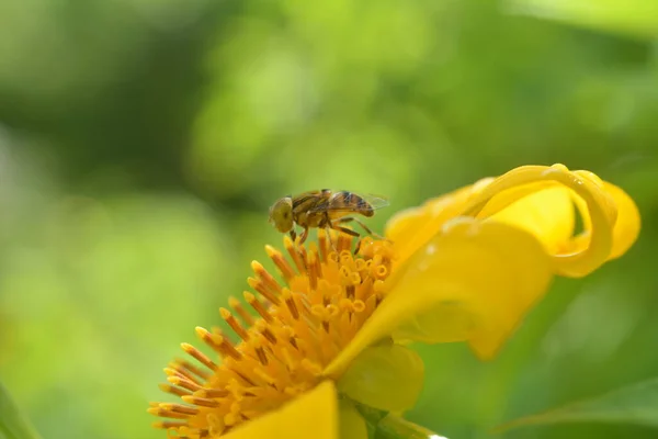 a bee sucking yellow flower honey