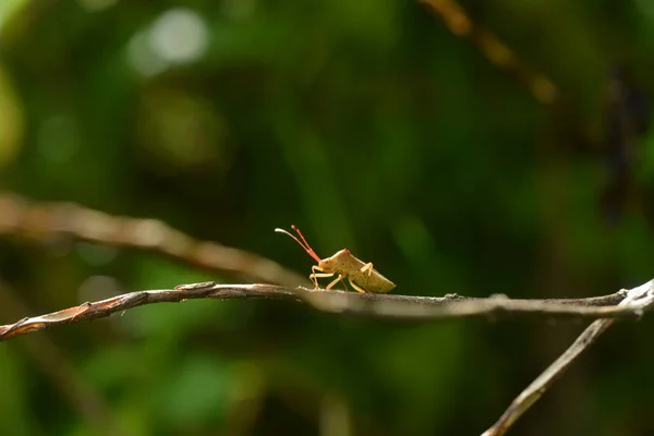 乾燥した小枝を歩く悪臭のする虫は — ストック写真