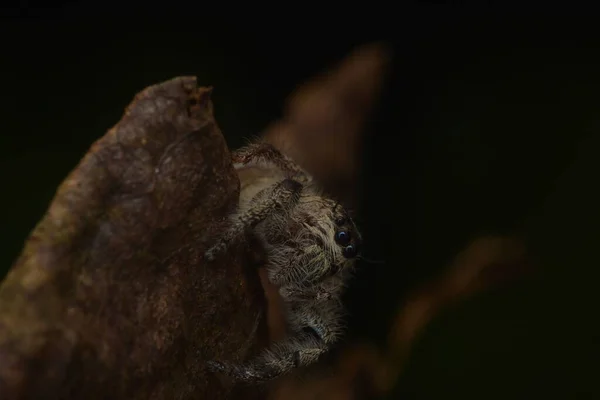 Eine Springende Spinne Mit Feinen Weißen Haaren Die Auf Trockenen — Stockfoto