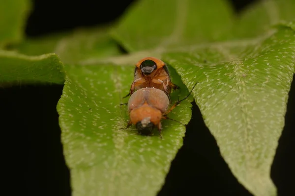 Escarabajos Apareamiento Hojas Helecho — Foto de Stock
