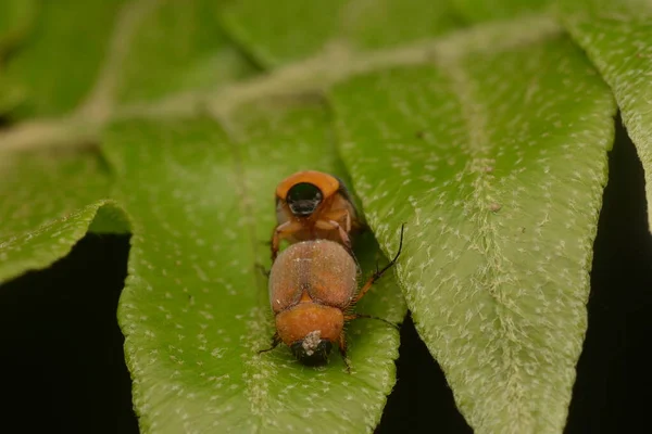 Parningsskalbaggar Ormbunkar — Stockfoto
