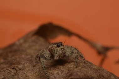 Dört gözlü ve kıllı bacaklı zıplayan örümcekler (Salticidae)