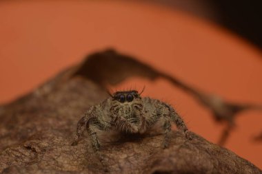 Dört gözlü ve kıllı bacaklı zıplayan örümcekler (Salticidae)
