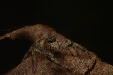 Atlayan örümcekler (Salticidae) kuru yaprakların üzerinde sürünüyorlar.