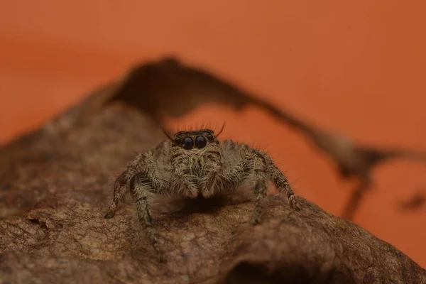Arañas Saltarinas Salticidae Con Cuatro Ojos Patas Peludas —  Fotos de Stock