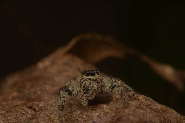 Ugró Pókok Salticidae Első Lábaikkal Becsukják Szemüket — Stock Fotó