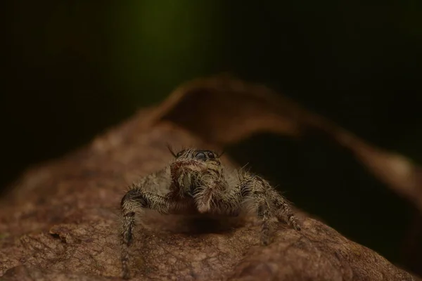 前脚で目を閉じるクモ Salticidae をジャンプする瞬間 — ストック写真