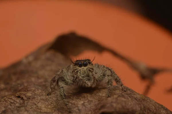 Arañas Saltarinas Salticidae Con Cuatro Ojos Patas Peludas — Foto de Stock