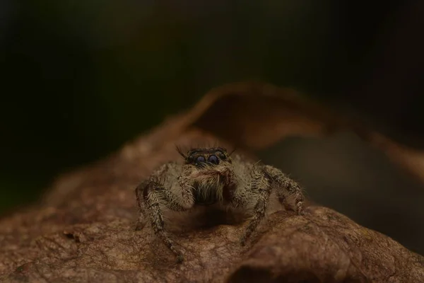 Ögonblick Hoppande Spindlar Salticidae Sluter Ögonen Med Frambenen — Stockfoto