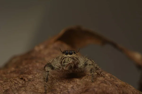 Momento Saltar Arañas Salticidae Cerrando Los Ojos Con Las Patas —  Fotos de Stock