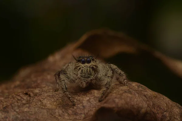 Momento Saltar Aranhas Salticidae Fechando Olhos Com Pernas Dianteiras — Fotografia de Stock