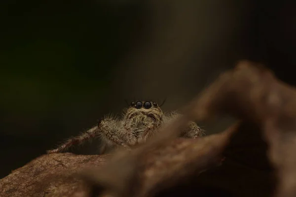 Moment Van Springende Spinnen Salticidae Die Hun Ogen Sluiten Met — Stockfoto