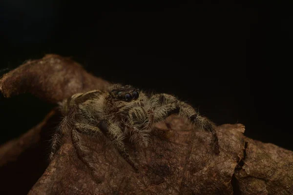 Ugró Pókok Salticidae Amelyek Száraz Leveleken Kúsznak Közelről — Stock Fotó