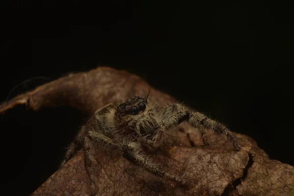Ugró Pókok Salticidae Amelyek Száraz Leveleken Kúsznak Közelről — Stock Fotó