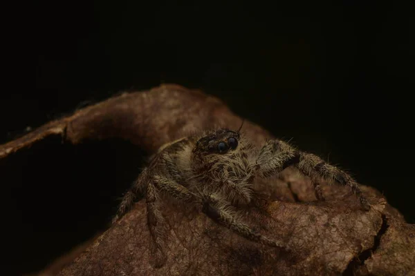 乾燥した葉の上を飛ぶクモ Salticidae が接近 — ストック写真