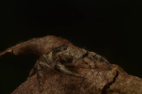 Springende Spinnen Salticidae Kriechen Auf Trockenen Blättern Aus Nächster Nähe — Stockfoto