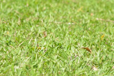 Taze koşullara ve koyu yeşil renklere sahip çayır