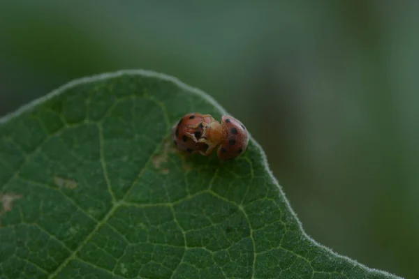 Orange Ladybug Black Spots Walks Edge Plant Leaves — Stock Photo, Image