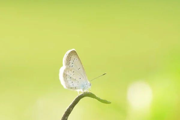 Μια Λευκή Πεταλούδα Σκαρφαλωμένη Ένα Ξερό Κλαδί — Φωτογραφία Αρχείου