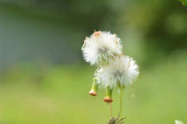 Beyaz çiçek açan sintrong çiçeği (Crassocephalum crepidioides) bitkisi.