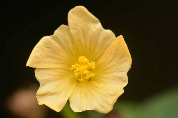 Sarı Anterli Turuncu Çiçeklerin Yakın Görüntüsü — Stok fotoğraf