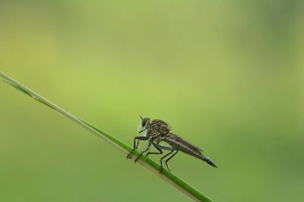 Robber Fly Perched Forest Plant Stem — Stock Photo, Image