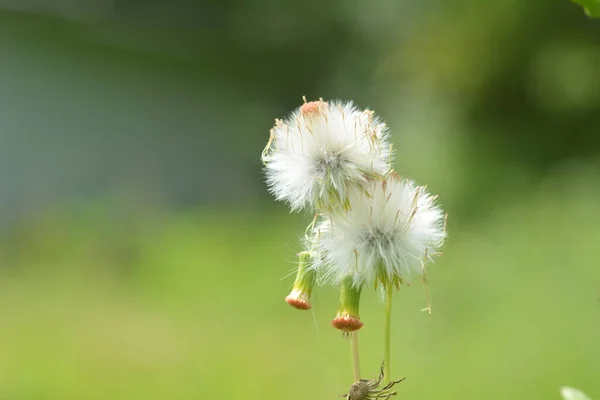 Uma Planta Flor Sintrong Crassocephalum Crepidioides Que Está Florescendo Branco — Fotografia de Stock