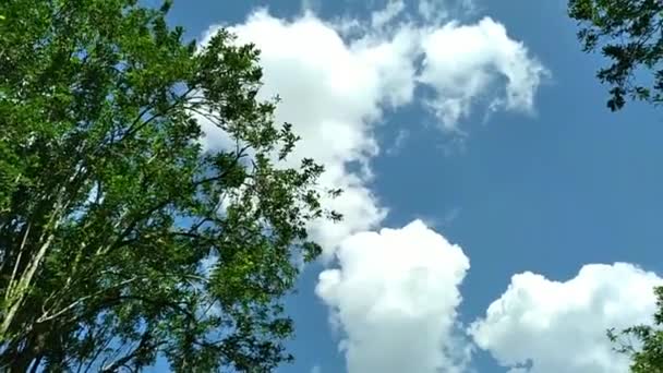 在阳光灿烂的日子里在风中摇曳的树 — 图库视频影像