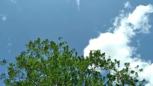 晴れた日に風に揺れる木 — ストック動画