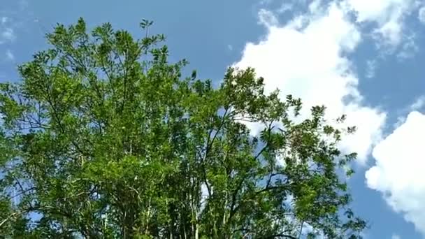 Δέντρα Που Λικνίζονται Στον Άνεμο Μια Ηλιόλουστη Μέρα — Αρχείο Βίντεο