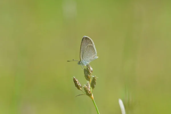 Małe Gatunki Motyli Zizina Otis Siedzące Roślinach Rosnących Trawie — Zdjęcie stockowe