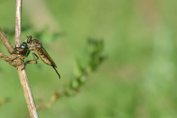 Perampok Terbang Yang Telah Mendarat Cabang Kering Adalah Makan Kumbang — Stok Foto