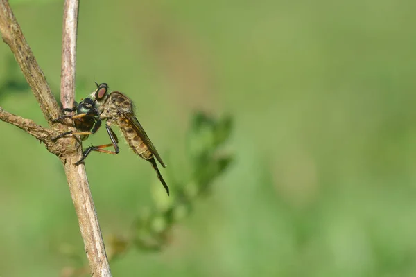 Robber Fly Has Landed Dry Branch Eating Beetles Forest — Stock Photo, Image