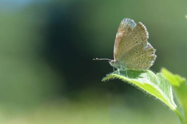 Bitki yapraklarının üzerine tünemiş iki antenli beyaz-gri kelebek.