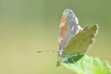 Bitki yapraklarının üzerine tünemiş iki antenli beyaz-gri kelebek.