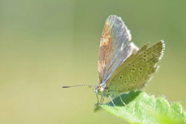 Weiß Grauer Schmetterling Mit Zwei Fühlern Der Auf Pflanzenblättern Hockt — Stockfoto