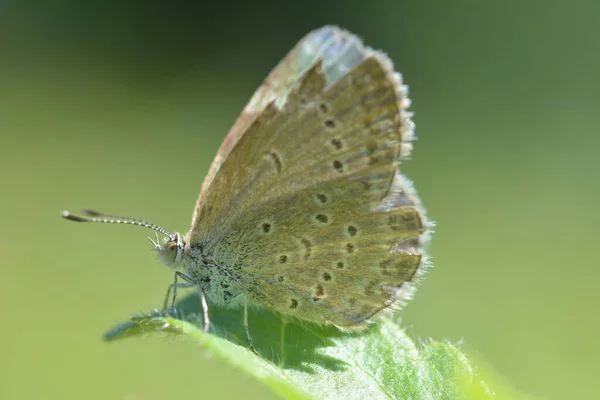 흰회색 나비와 더듬이가 — 스톡 사진