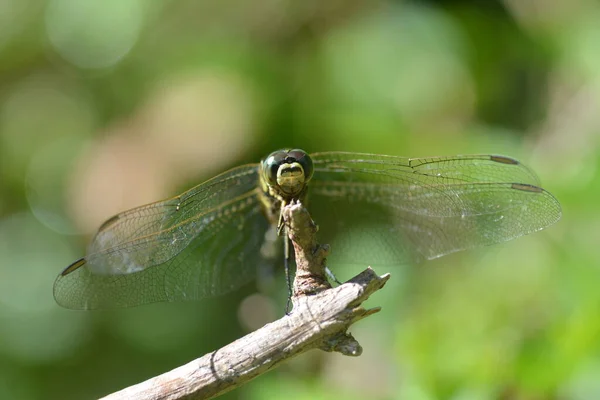 Dragonfly Perched Dry Twig — Stock Photo, Image