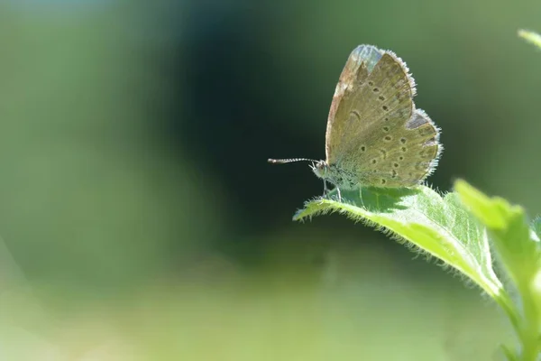 Weiß Grauer Schmetterling Mit Zwei Fühlern Der Auf Pflanzenblättern Hockt — Stockfoto