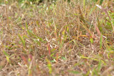 Kuraklık yüzünden kuru ot.