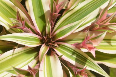 Hindistan 'ın süs bitkisi Dracaena Reflexa Şarkısı eşsiz bir adı ve yaprakları var.