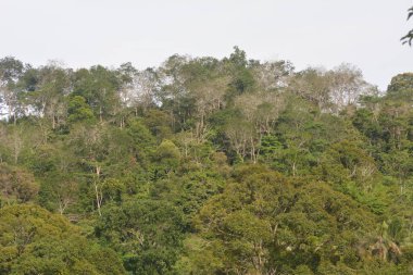 Ağaç gövdeleri beyaz görünen orman yaprakları yeşil, sarı, gri ve kahverengi