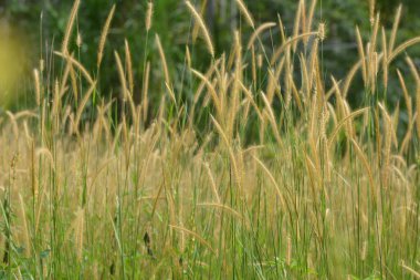 Sarı çiçekli (pennisetum) otlar bol ve bol yetişir.